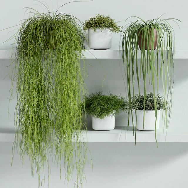 RHIPSALIS Set 01 — Descargar