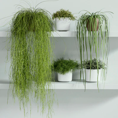 RHIPSALIS Set 01 — Ver 1