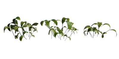 lily of the valley 002 — Скачать