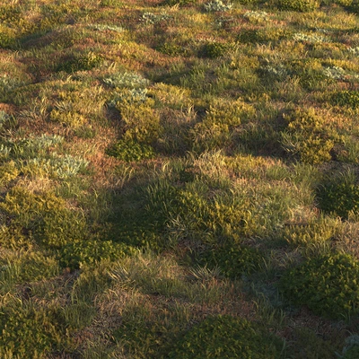 Forest grass — Вид 1