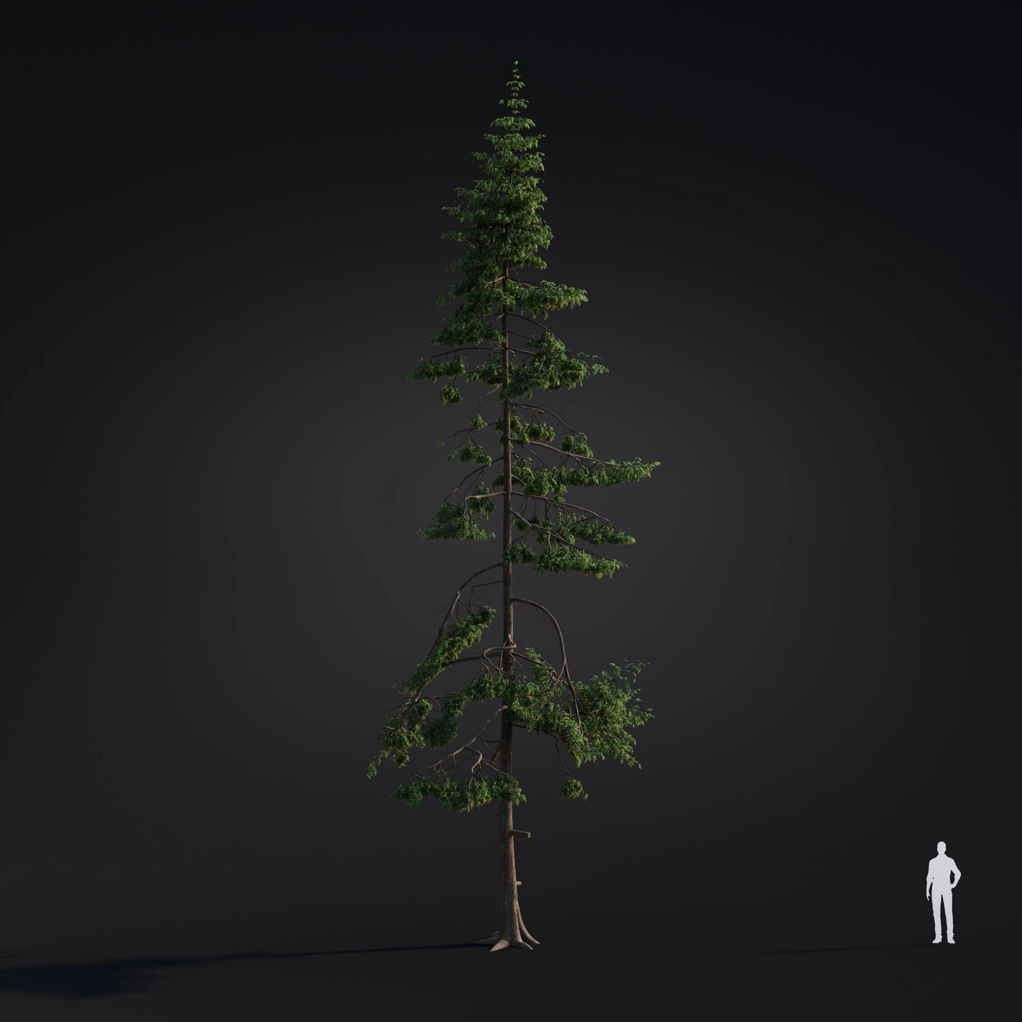 041 western hemlock — Descargar