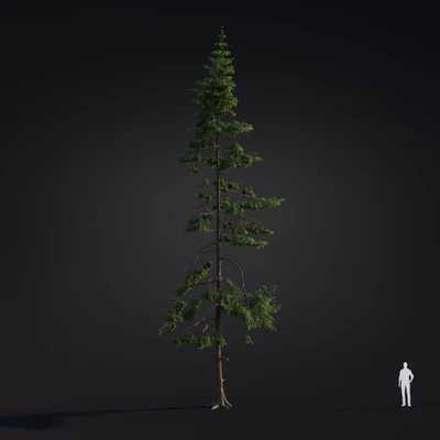 041 western hemlock — Descargar
