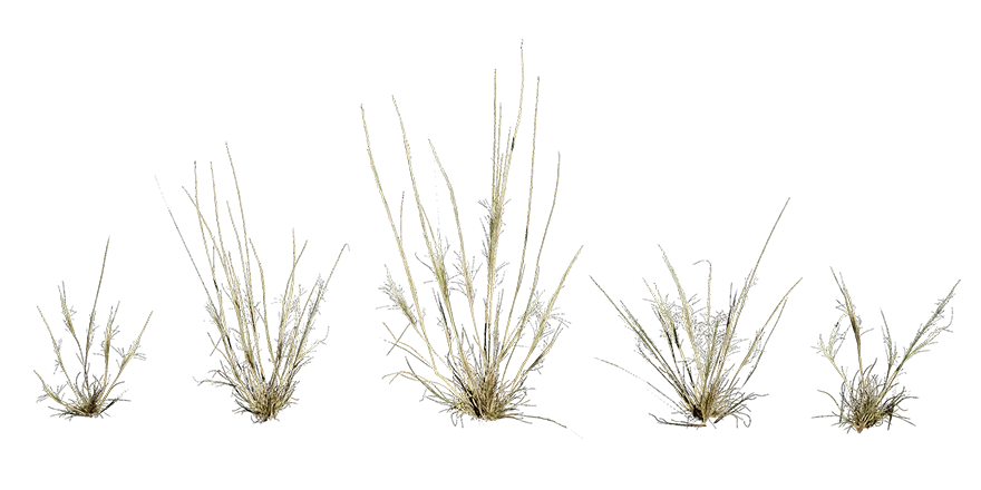 speargrass 001 — Скачать