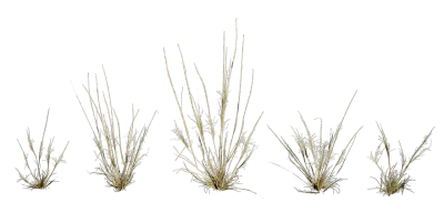 speargrass 001 — Скачать
