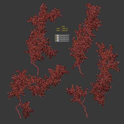 Bougainvillea for walls. 4 models — Ver 4