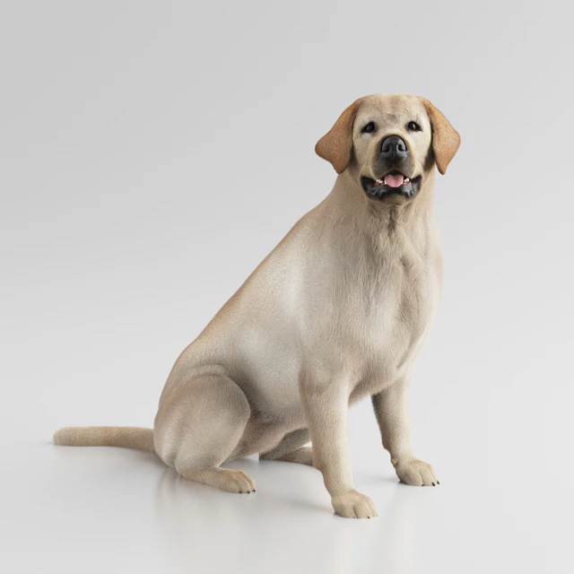 Labrador Retriever — Descargar