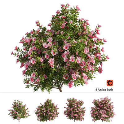4 spring Azalea Flower Bush — Ver 1