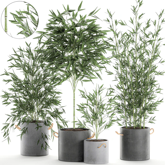 A collection of beautiful small lush bamboo bushes in concrete pots with bamboo handles. Set 596. — Descargar