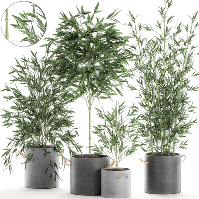 A collection of beautiful small lush bamboo bushes in concrete pots with bamboo handles. Set 596. — Ver 1