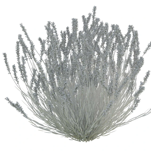 Lavender bush — Descargar