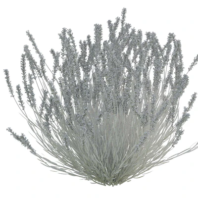 Lavender bush — Ver 2