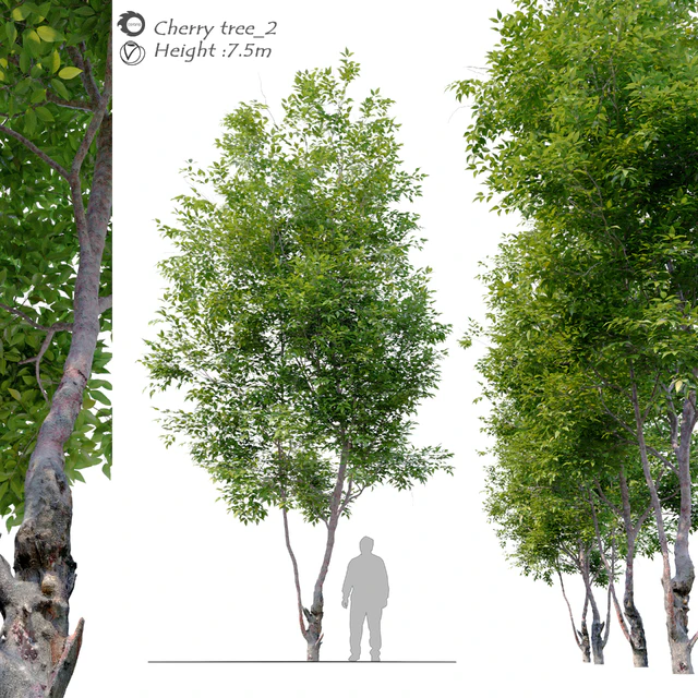 Cherry Tree 2 — Descargar