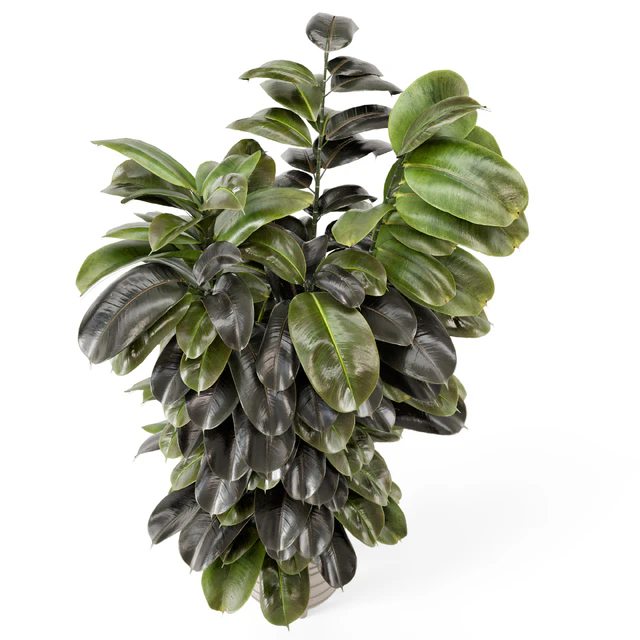 Indoor Plants In Concrete Pots - Set 953 — Скачать