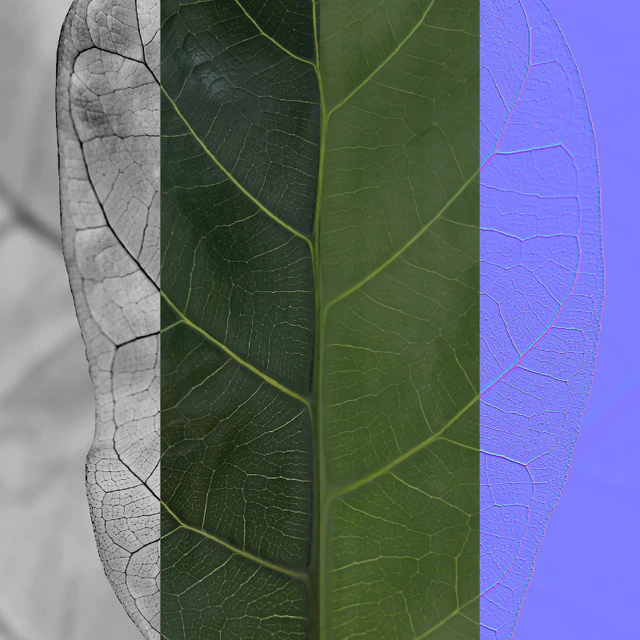 Plants collection 101 - ficus lyrata — Download