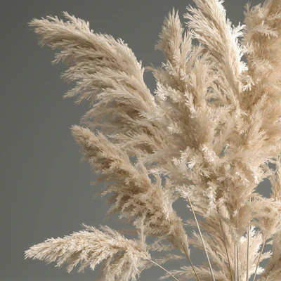A beautiful lush bouquet of dried flowers in a vase with dry branches of pampas, Cortaderia, white reeds. 150. — Ver 5