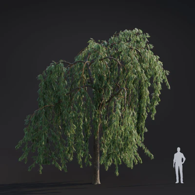 018 willow weeping — Descargar