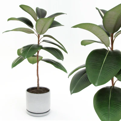 Ficus elastica decora (small) — Вид 1