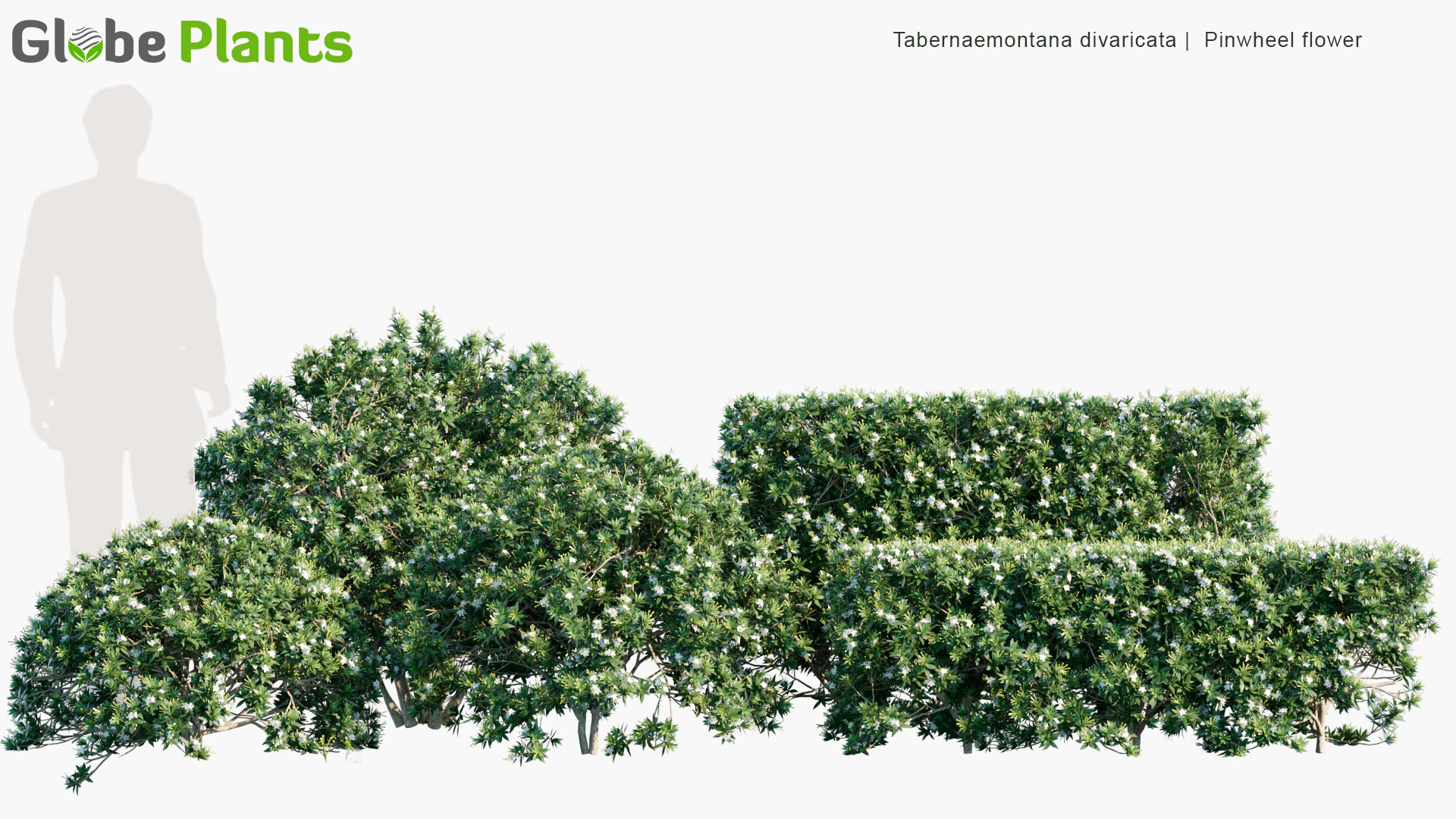 tabernaemontana divaricata — Скачать