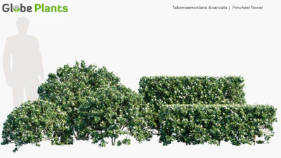 tabernaemontana divaricata — download