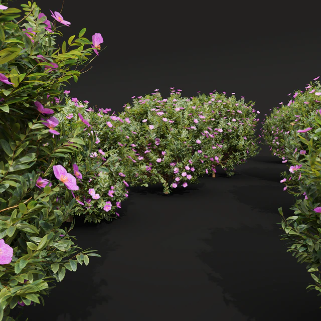 New Plant Cistus Albidus Zistrose Flower — Скачать