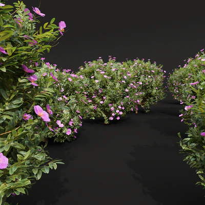 New Plant Cistus Albidus Zistrose Flower — Вид 4