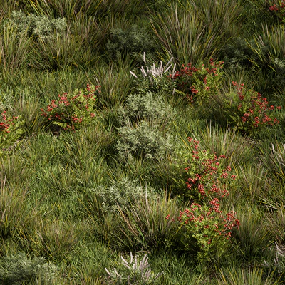 Nature Meadow - Grass Set 17 — Ver 5