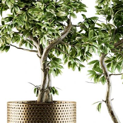 indoor Plant Set 91 - bonsai ficus benjamina — Ver 3