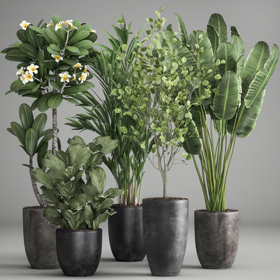 Collection of plants in black pots Strelitzia, tree, ficus, Plumeria, banana palm. Set 984. — Ver 1