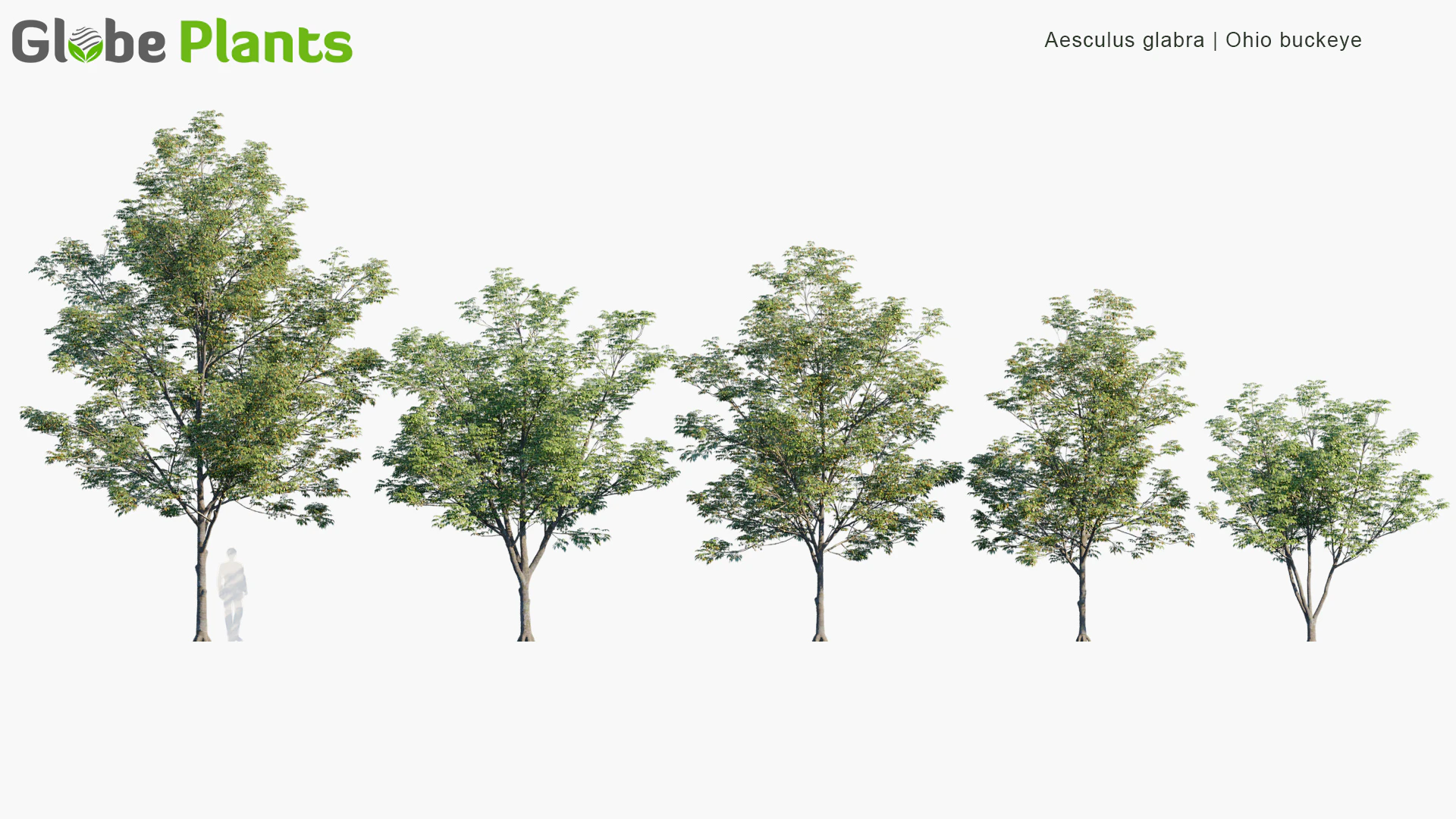 aesculus glabra — Скачать