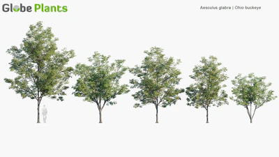 aesculus glabra — скачать