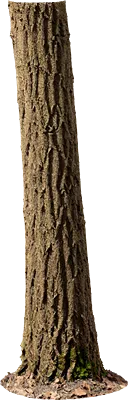 ash tree trunk 001 — Descargar
