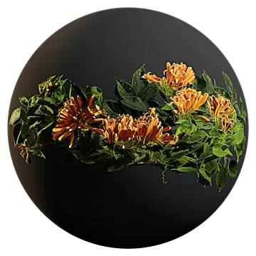 honeysuckle 002 — Скачать