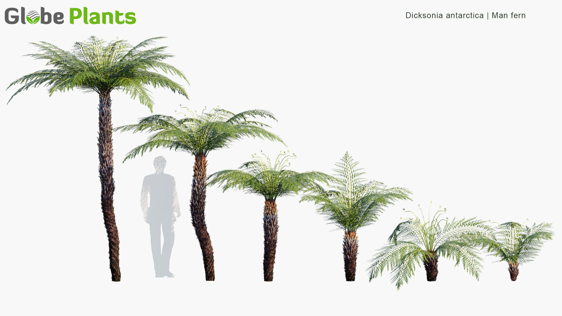 dicksonia antarctica — Скачать