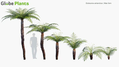 dicksonia antarctica — descargar