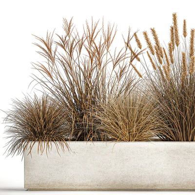 Collection of dried flower plants in a pot of Pampas grass, reeds, flowerbed, landscaping, bushes. 1072. — Ver 5