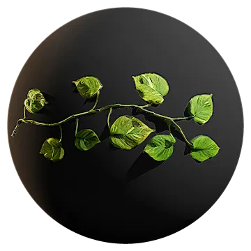 devils ivy vine 002 — download