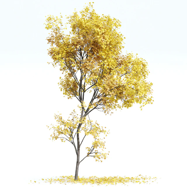 Maple Sapindaceae and Acer Saccharinum Fall trees — Скачать