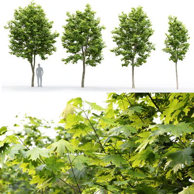 Acer — Ver 3