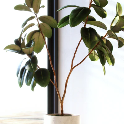 Ficus elastica decora (large) — Вид 3