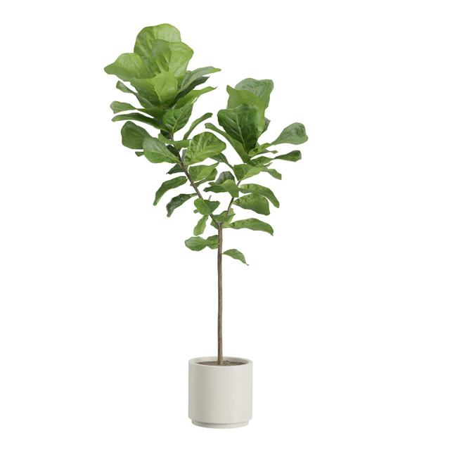 Ficus Lyrata Fiddle leaf — Descargar