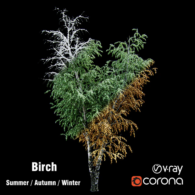 Birch / summer / fall / winter — Descargar