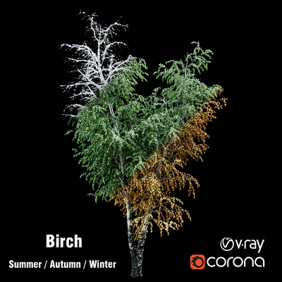 Birch / summer / fall / winter — Ver 1