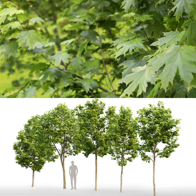 Maple — Ver 2