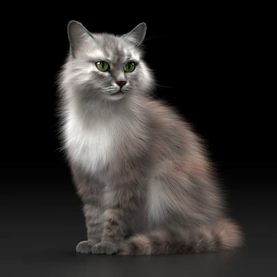 CAT 3 — Ver 1