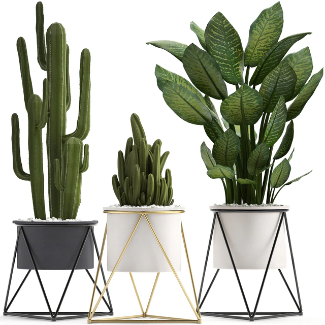 Collection of plants 280. Cactus, Dieffenbachia, white pot, interior plants, Scandinavian style — Descargar
