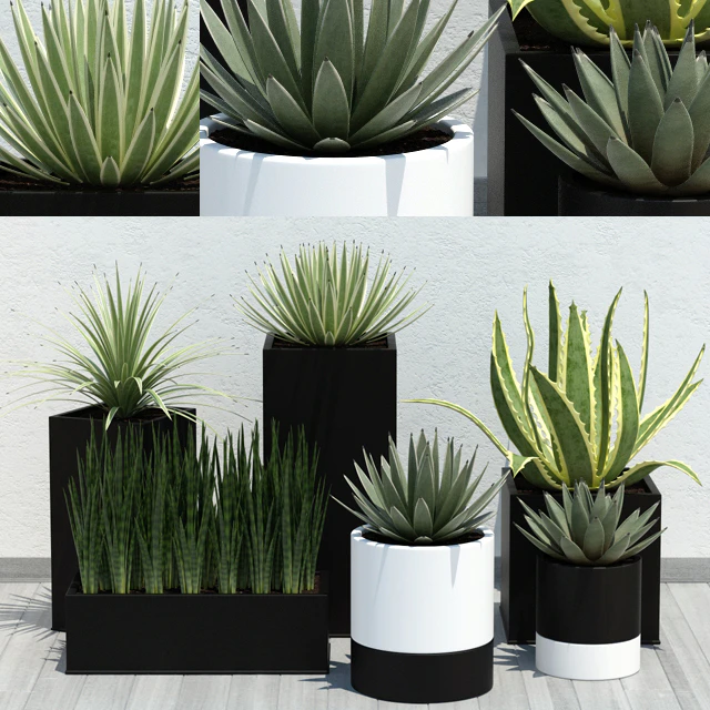Aloe Pack — Descargar