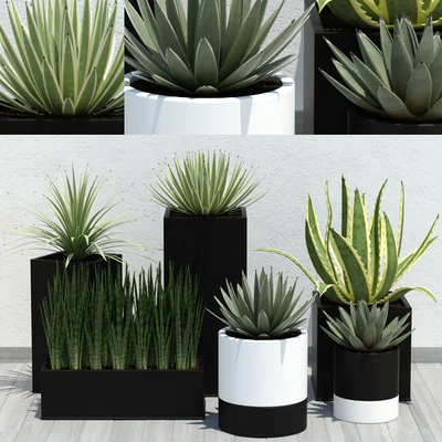 Aloe Pack — Descargar