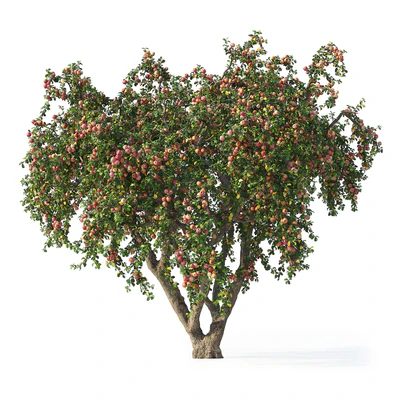 Apple tree — Ver 4