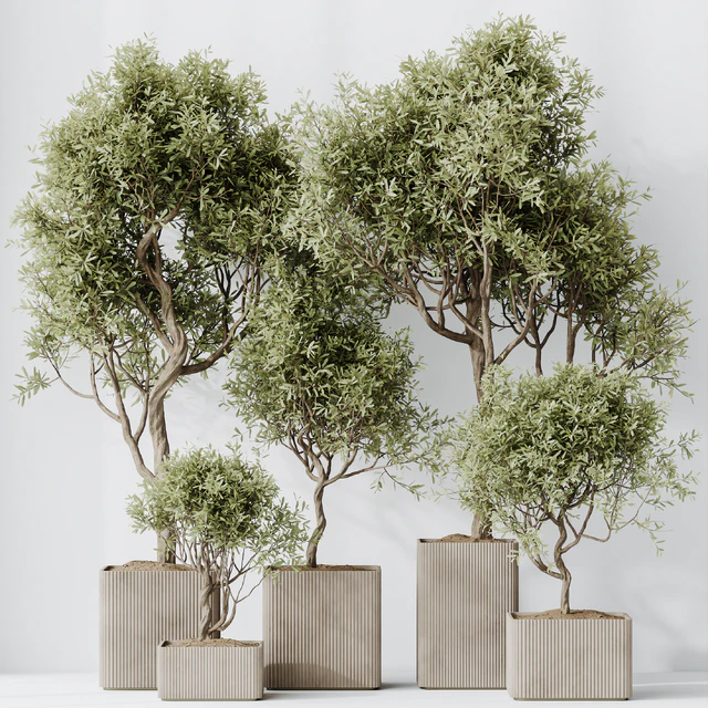 HQ HousePlants Mission Kalamata Leccino Arbequina Wilsonii Chemlali Olive Set 23 — Descargar