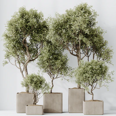 HQ HousePlants Mission Kalamata Leccino Arbequina Wilsonii Chemlali Olive Set 23 — Ver 4